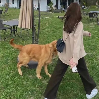 狗仔杜宾